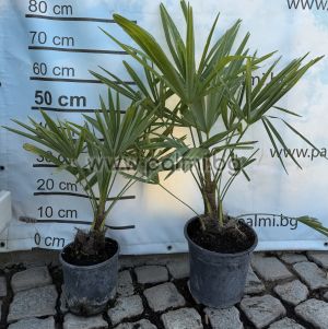 Die legendäre Trachycarpus "Bulgaria"