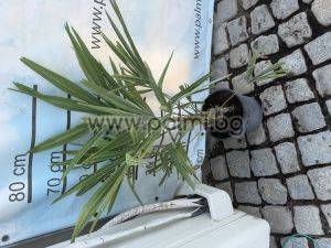 Die legendäre Trachycarpus "Bulgaria"