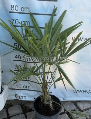 Die legendäre Trachycarpus "Bulgaria"