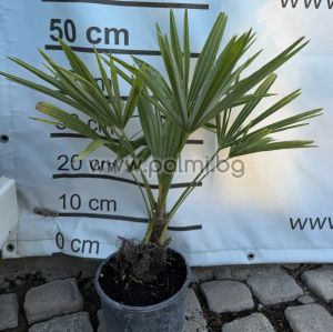 Die legendäre Trachycarpus "Bulgaria"