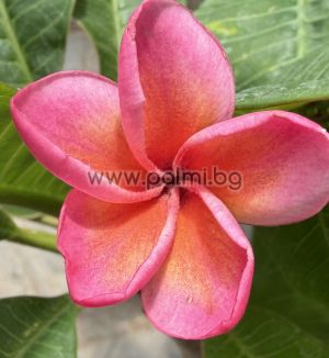 Frangipani Malika