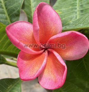 Frangipani Malika