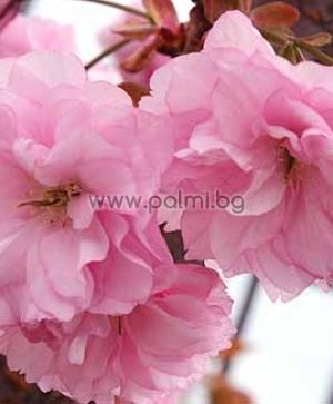 Prunus serrulata Kanzan, Japanese Cherry