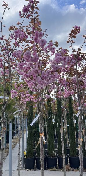 Japanese Cherry 'Kanzan'