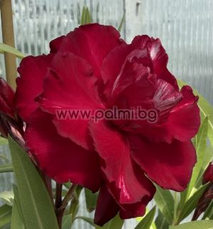 Nerium oleander  Bordo Dupla
