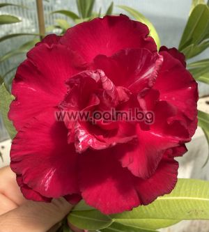 Nerium oleander  Bordo Dupla