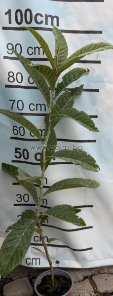 Loquat