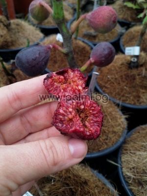 Feigensorte Negrone