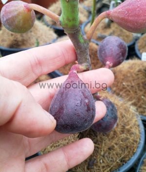Feigensorte Negrone