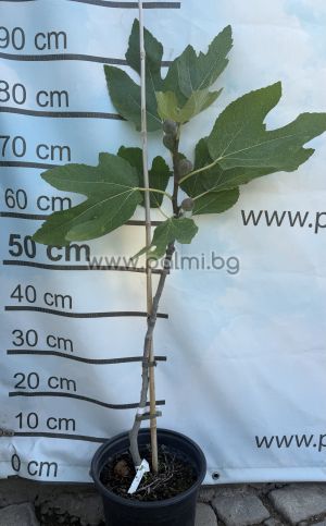 Fig variety Negron