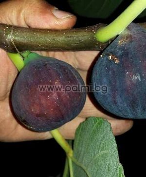 Fig Bursa Black