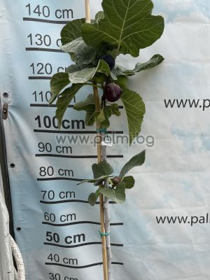 Fig Bursa Black