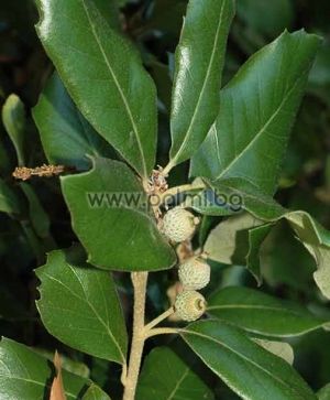 Quercus ilex, Steineiche