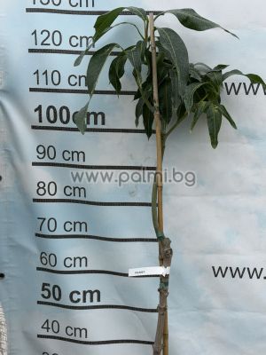 Mangobaum, Palmer