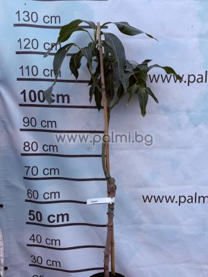 Mangobaum, Palmer