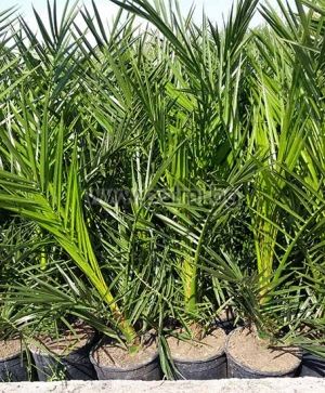 Phoenix canariensis, Канарска финикова палма, вис.70-90 см, саксия №14