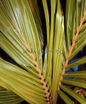 Cocos nucifera "Malayan Dwarf Gold", Golden Dwarf Coconut palm