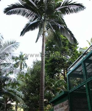 Австралийска палма Архонтофеникс