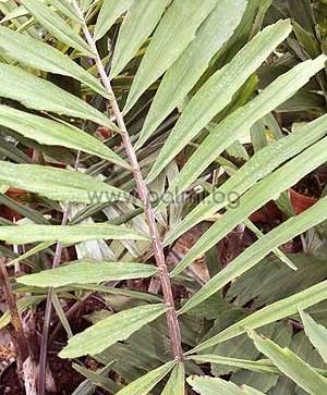 Палма Аренга, Миниатюрна захарна палма