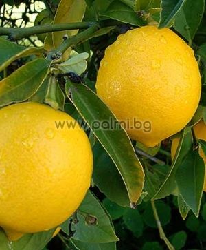 Citrus x Meyeri, Meyer Lemon